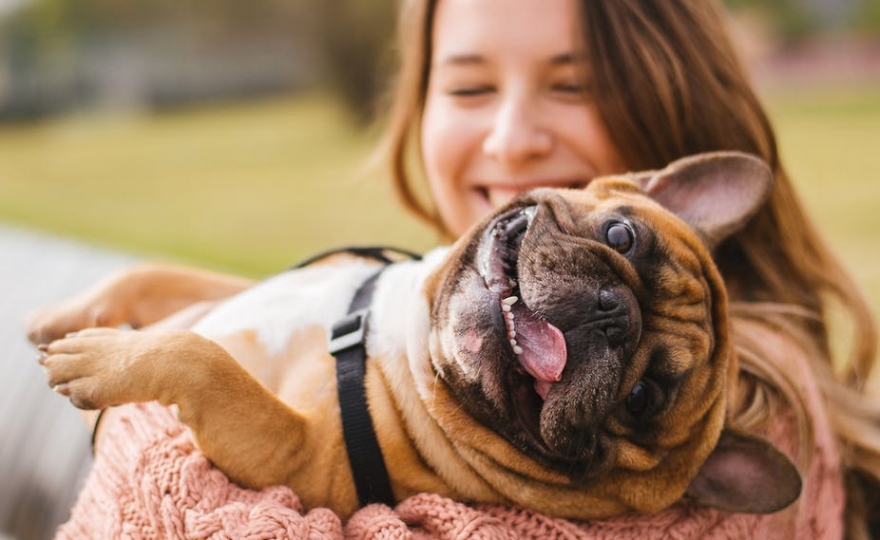 Des « chiens de thérapie » pour aider les étudiants à surmonter leur stress